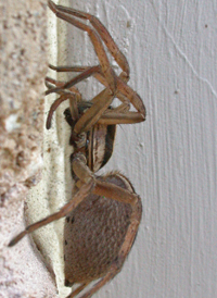 Dotted Wolf Spider